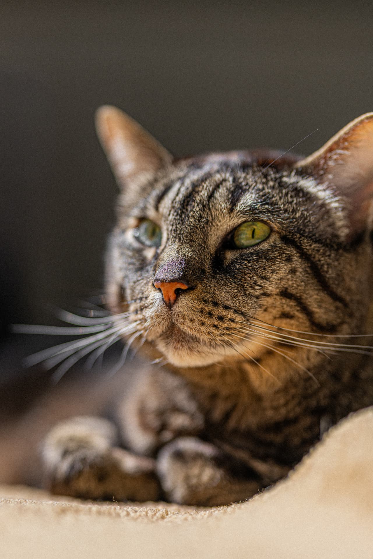 A tabby cat with green eyes resting in soft light — photo by Kathy